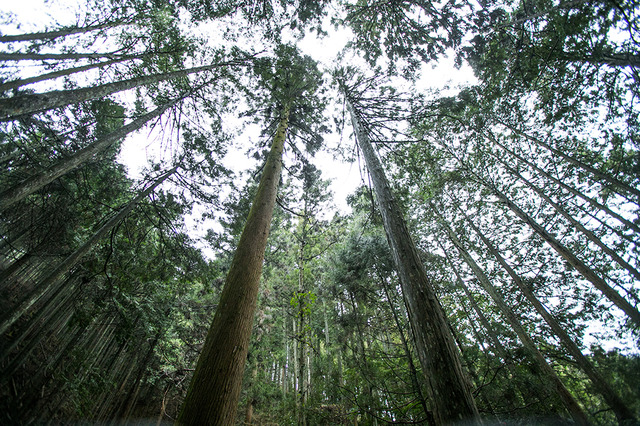 まっすぐ上に育つ。杉とヒノキだそうだが、最後までどの木がどちらかが見分けることはできなかった。