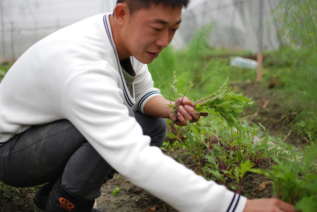 Billの畑では、まだ市場に出回っていないような野菜を実験的に作っているそう