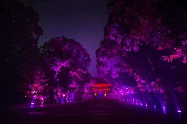 「呼応する木々、下鴨神社　糺の森」