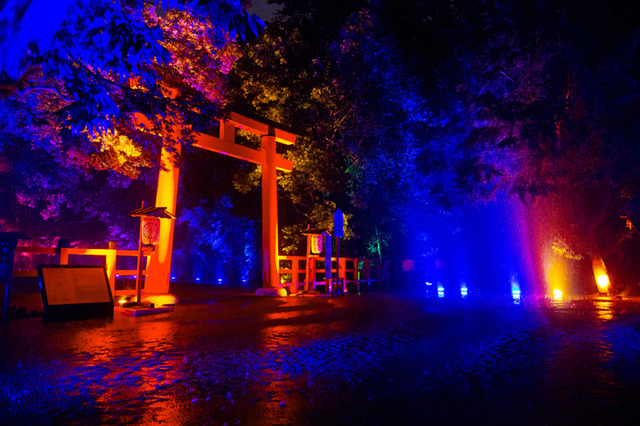 「呼応する木々、下鴨神社　糺の森」