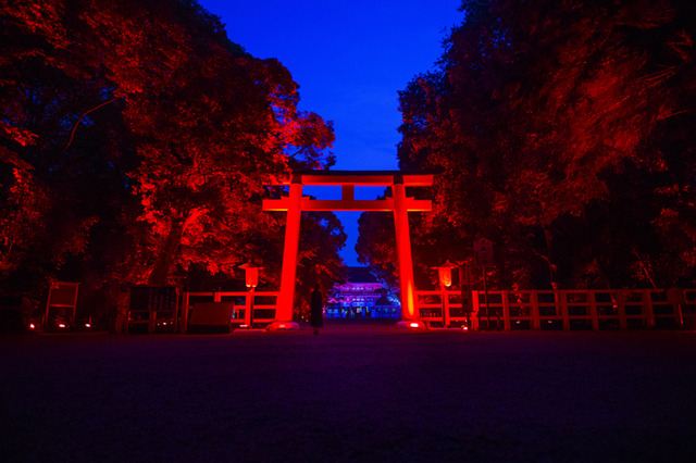 「呼応する木々、下鴨神社　糺の森」