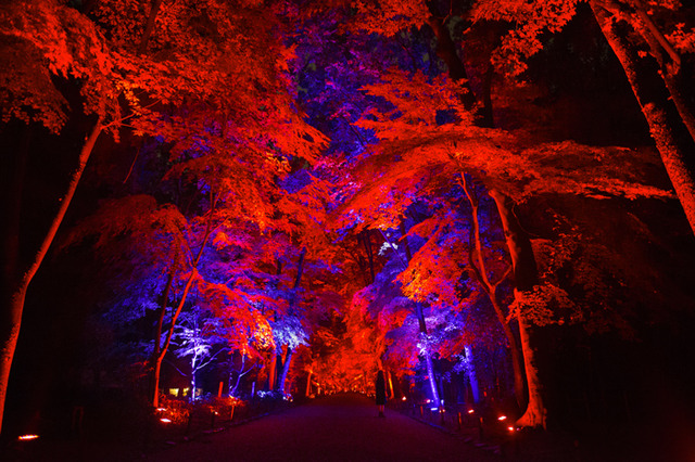 「呼応する木々、下鴨神社　糺の森」