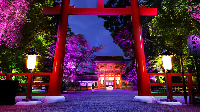 「呼応する木々、下鴨神社　糺の森」