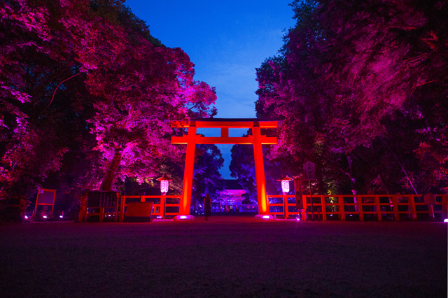 「呼応する木々、下鴨神社　糺の森」