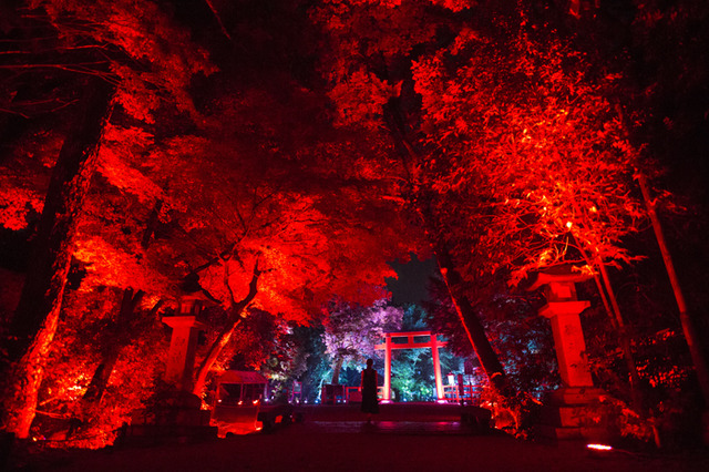 「呼応する木々、下鴨神社　糺の森」