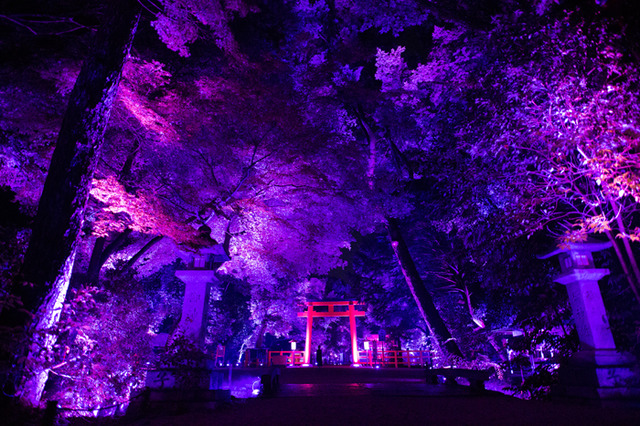 「呼応する木々、下鴨神社　糺の森」