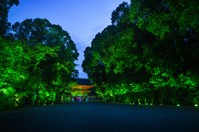 「呼応する木々、下鴨神社　糺の森」