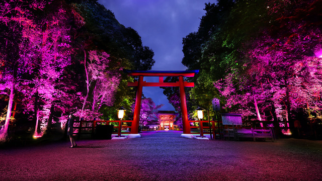 「呼応する木々、下鴨神社　糺の森」