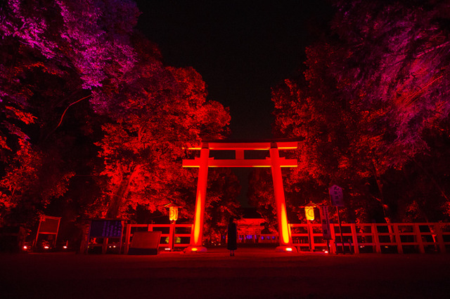 「呼応する木々、下鴨神社　糺の森」