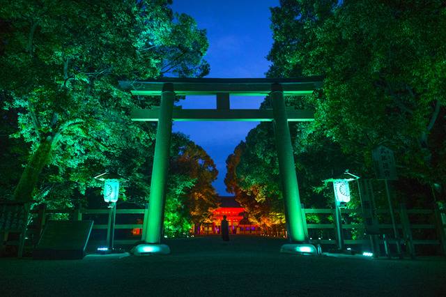 「呼応する木々、下鴨神社　糺の森」