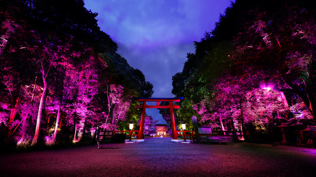 「呼応する木々、下鴨神社　糺の森」