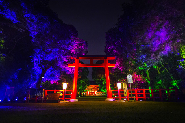 「呼応する木々、下鴨神社　糺の森」