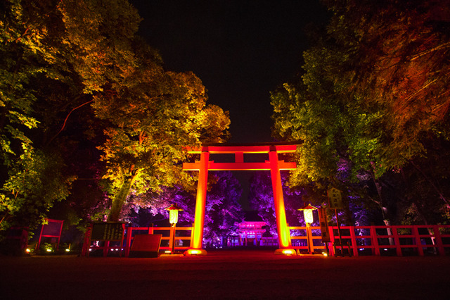 「呼応する木々、下鴨神社　糺の森」