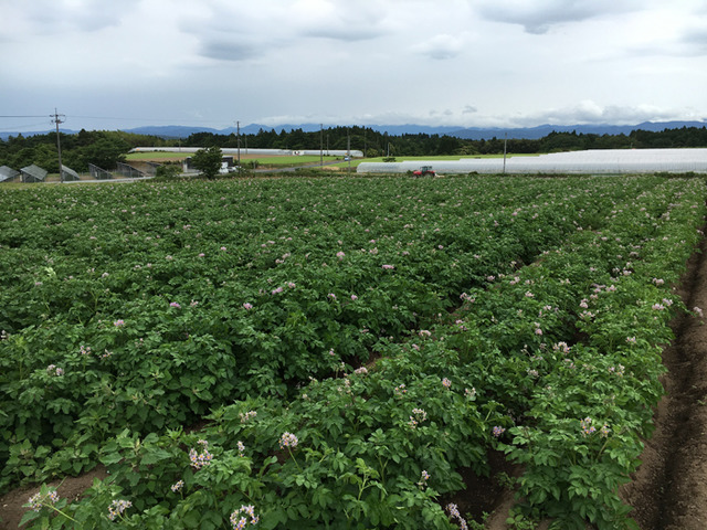 「SaladStop!」の自社農場