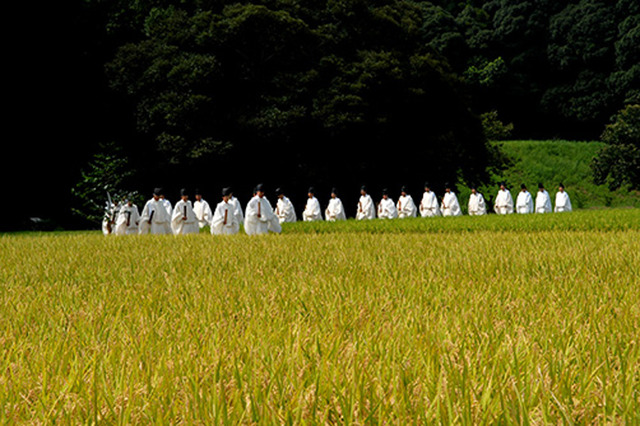 神田抜穂祭　(Ceremony of profit in rice field for Kami)