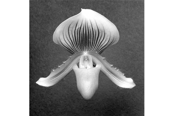 Orchid, 1988 Gelatin Silver Print