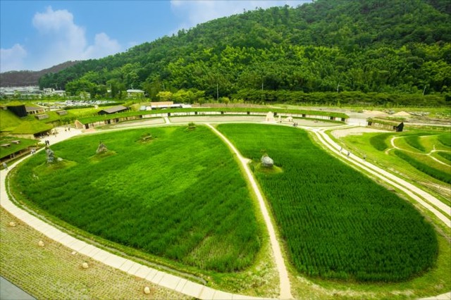 佐賀県「たねや」山本昌人