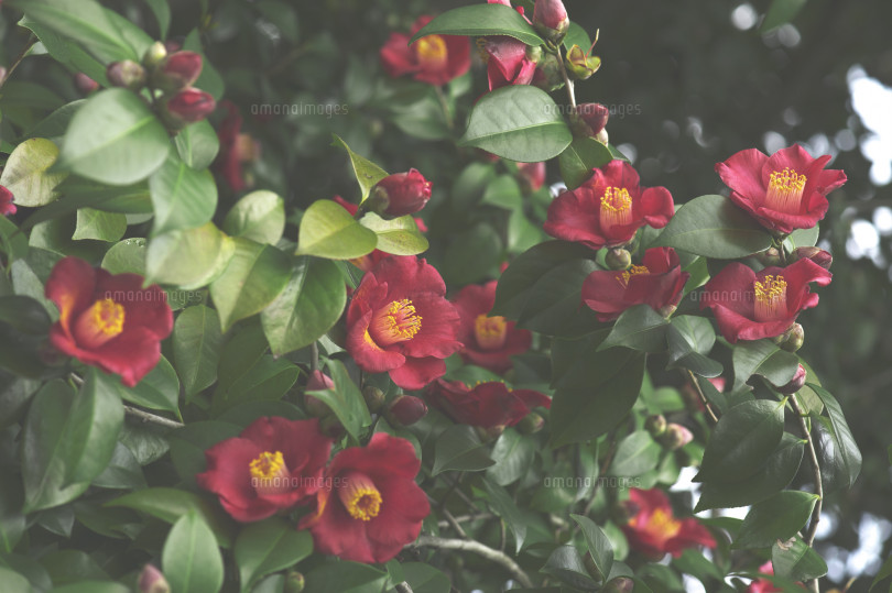 Rich Camellia