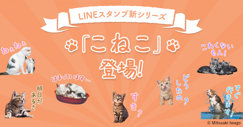 岩合光昭の新作写真展「こねこ」開催