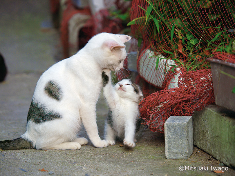 岩合光昭の新作写真展「こねこ」開催