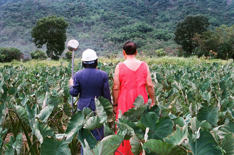 My Parents–Taro Field